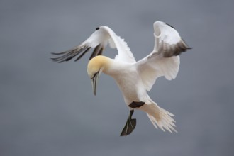 Northern Gannet (Morus bassanus) flying, Schleswig-Holstein, Germany