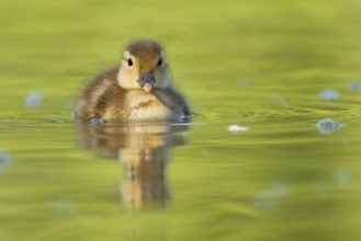 Mandarin Duck (Aix galericulata) juvenile, St. Gallen, Switzerland