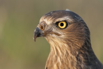 Pale Chanting Goshawk (Melierax canorus) juvenile, Northern Cape, South Africa