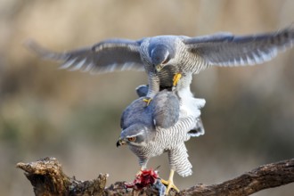Northern Goshawk (Accipiter gentilis) pair mating, Zaragoza, Spain