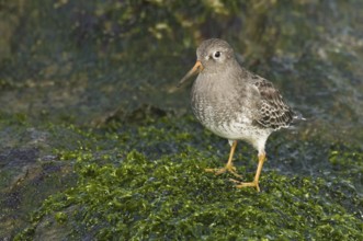 Purple Sandpiper (Calidris maritima), New Jersey, USA