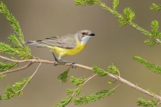 White-throated Gerygone (Gerygone olivacea), Victoria, Australia