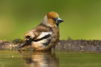 Hawfinch (Coccothraustes coccothraustes) male bathing, Utrecht, Netherlands