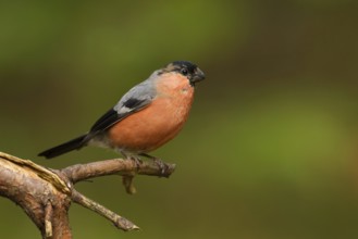 Eurasian Bullfinch (Pyrrhula pyrrhula) juvenile male, Utrecht, Netherlands