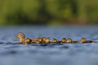 Mallard (Anas platyrhynchos), North Rhine-Westphalia, Germany