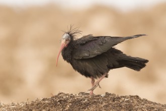 Northern Bald Ibis (Geronticus eremita), Morocco