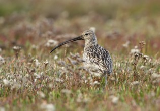 Eurasian Curlew (Numenius arquata), Schleswig-Holstein, Germany