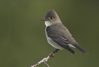 Olive-sided Flycatcher (Contopus cooperi), British Columbia, Canada