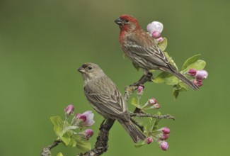 House Finch (Haemorhous mexicanus) male, British Columbia, Canada