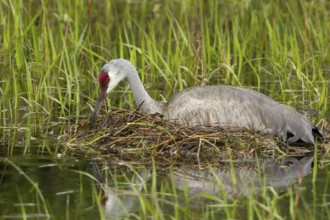 Sandhill Crane (Antigone canadensis) at nest, Florida, USA