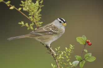 White-crowned Sparrow (Zonotrichia leucophrys), British Columbia, Canada
