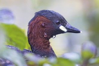 Little Grebe (Tachybaptus ruficollis), North Rhine-Westphalia, Germany
