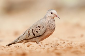 Common Ground Dove (Columbina passerina), Arizona, USA