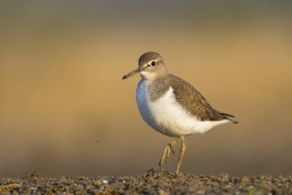 Common Sandpiper (Actitis hypoleucos), North Rhine-Westphalia, Germany