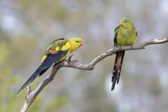 Regent Parrot (Polytelis anthopeplus) pair perched on a branch, Victoria, Australia