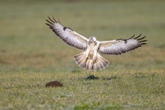 Common Buzzard (Buteo buteo) appproaching, North-Rhine Westphalia, Germany