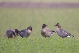 Taiga Bean Goose (Anser fabalis) group, North Rhine-Westphalia, Germany