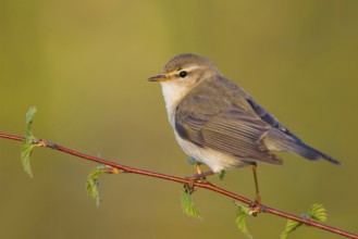 Willow Warbler (Phylloscopus trochilus), Baden-Wuerttemberg, Germany