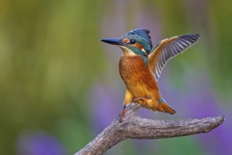 Common Kingfisher (Alcedo atthis) male flapping, perched on a branch, Saxony-Anhalt, Germany
