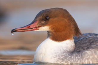 Common Merganser (Mergus merganser) female, Baden-Wuerttemberg, Germany