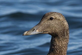 Common Eider (Somateria mollissima) female, Iceland