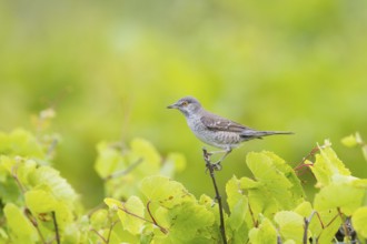 Barred Warbler (Sylvia nisoria), Hungary