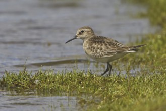 Baird's Sandpiper (Calidris bairdii), Peru
