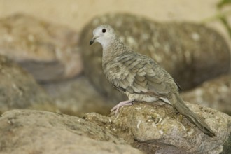 Inca Dove (Columbina inca), Arizona, USA
