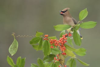 Cedar Waxwing (Bombycilla cedrorum) eating red berries, Texas, USA