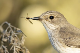 Spotted Flycatcher (Muscicapa striata) with insect prey in its beak, Smaland, Sweden