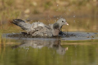 Stock Dove (Columba oenas) bathing, Brandenburg, Germany