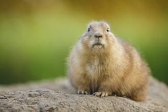 Schwarzschwanz-Präriehund, Cynomys ludovicianus Black-tailed Prairie Dog, Cynomys ludovicianus