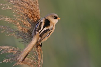 Bearded Reedling (Panurus biarmicus) juvenile, Rhineland-Palatinate, Germany