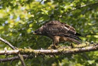 European Honey Buzzard (Pernis apivorus) juvenile, Hesse, Germany