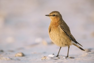 Steinschmätzer, Oenanthe oenanthe Northern Wheatear, Oenanthe oenanthe