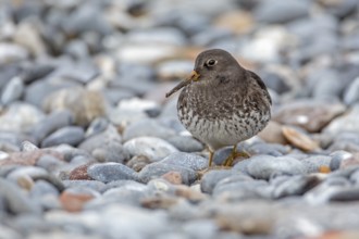 Purple Sandpiper (Calidris maritima), Schleswig-Holstein, Germany