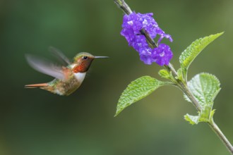 Scintillant Hummingbird (Selasphorus scintilla) male flying while feeding at a flower, Panama