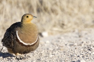 Namaqua Sandgrouse (Pterocles namaqua) male, Etosha, Namibia