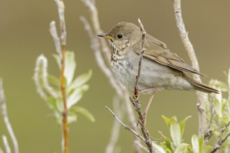 Grey-cheeked Thrush (Catharus minimus) perched on a branch in Nome, Alaska
