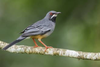 Red-legged Thrush (Turdus plumbeus) perched on a branch in Cuba