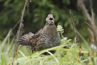Black grouse (Lyrurus tetrix, Tetrao tetrix), calling female, Bavaria, Germany