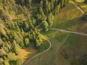 Bird's eye view over green forest areas and paths, picturesque in the calm summer light, Retro