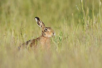 European hare (Lepus europaeus), North Rhine-Westphalia, Germany