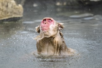 Japanese macaque (Macaca fuscata), wet, bathing, shaking the water out of its fur, in winter,