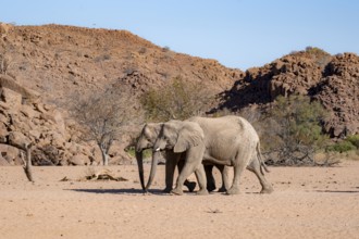 Two African elephants (Loxodonta africana), desert elephant, near the Hoanib River, Damaraland,