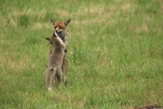 Red fox (Vulpes vulpes) male and weaned young playing on a mown meadow in light rain, Allgäu,