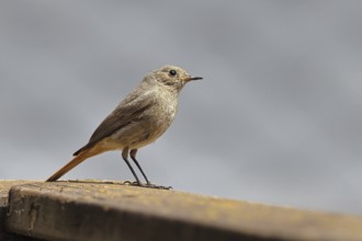 Black redstart (Phoenicurus ochruros), on a balcony, Wilnsdorf, North Rhine-Westphalia, Germany