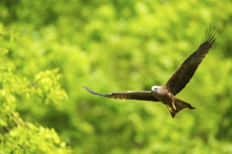 Black kite (Milvus migrans) flying in a forest in early summer, Bavaria, Germany