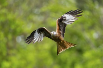 Red kite (Milvus milvus) flying in a forest in early summer, Bavaria, Germany