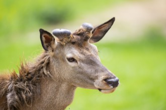 Red deer (Cervus elaphus) stag, portrait, Bavaria, Germany